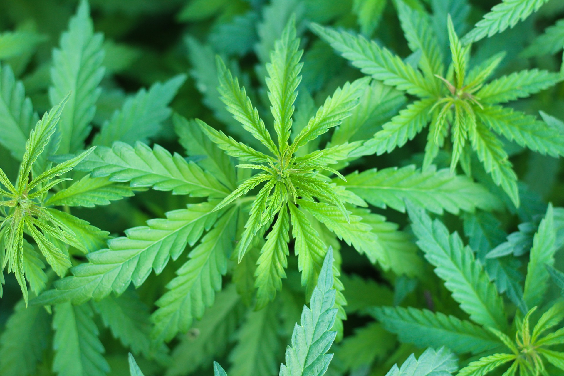 Medical Marijuana Card Prescott Az